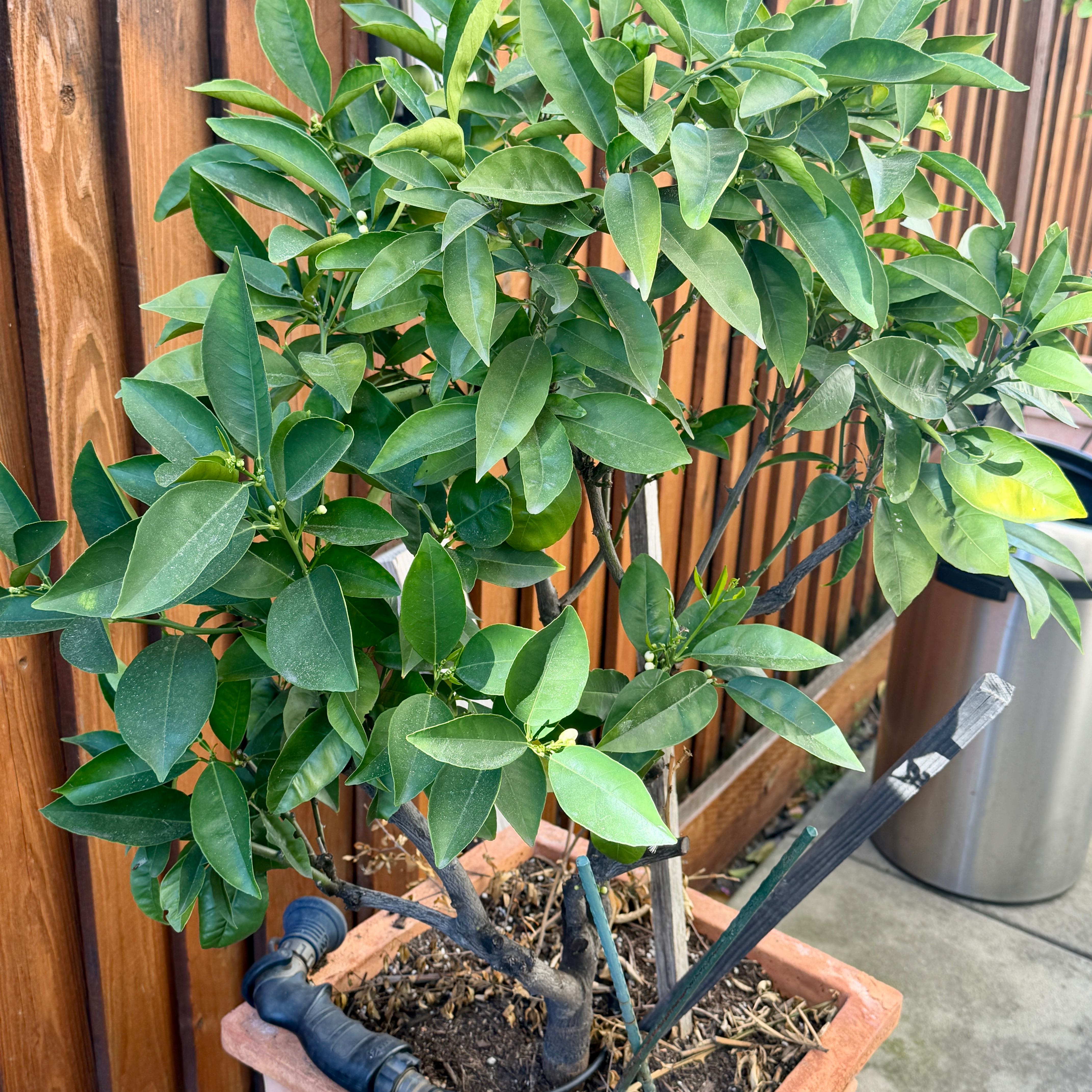 Photo of the plant species Washington Navel Orange by @VipLancewood16 named Washington Navel Orange on Greg, the plant care app
