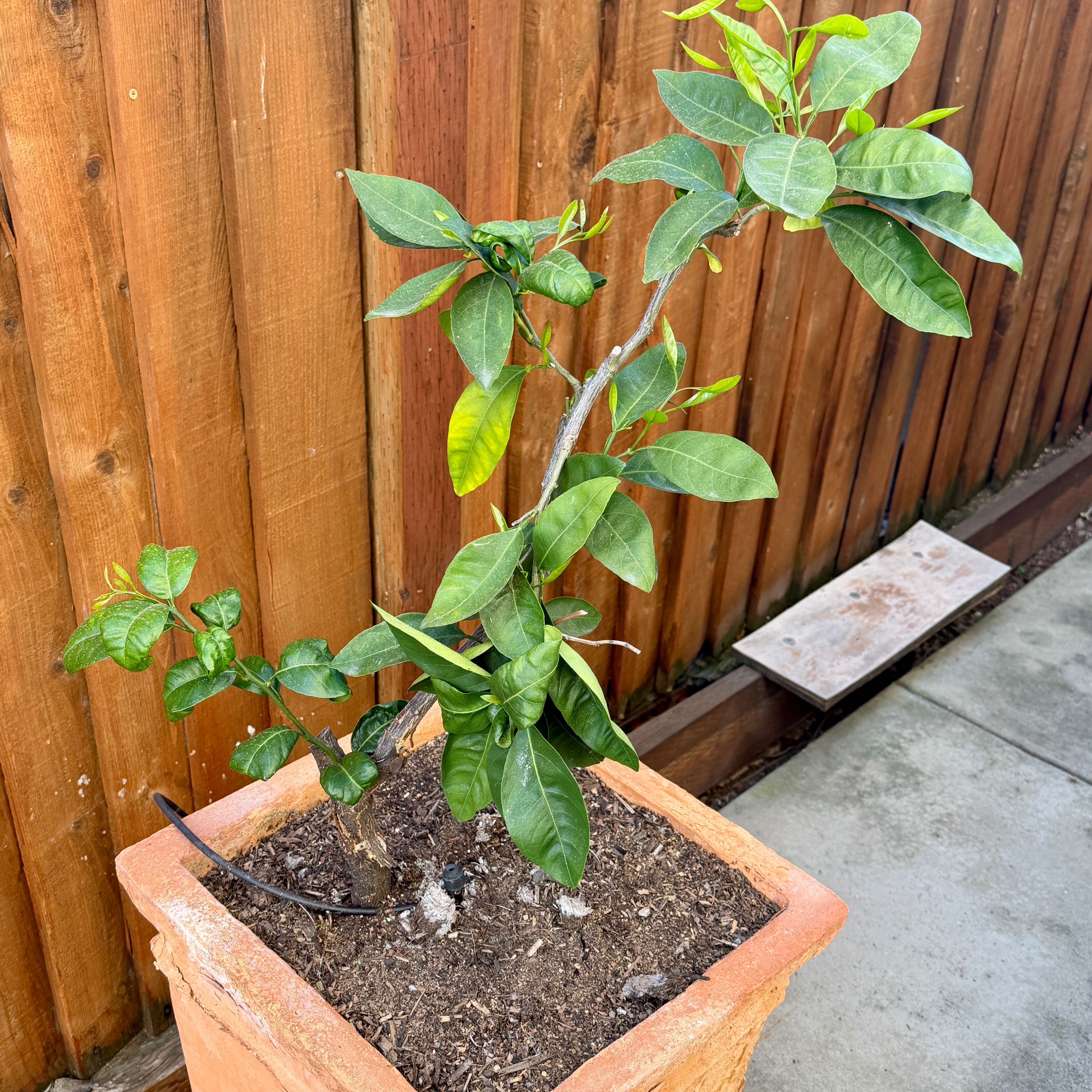 Photo of the plant species Mandarin orange by @VipLancewood16 named Mandarin Oranage on Greg, the plant care app