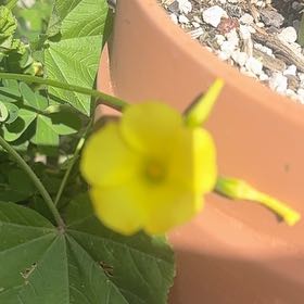 Photo of the plant species African Woodsorrel by @FitGalega55 named Osmo on Greg, the plant care app