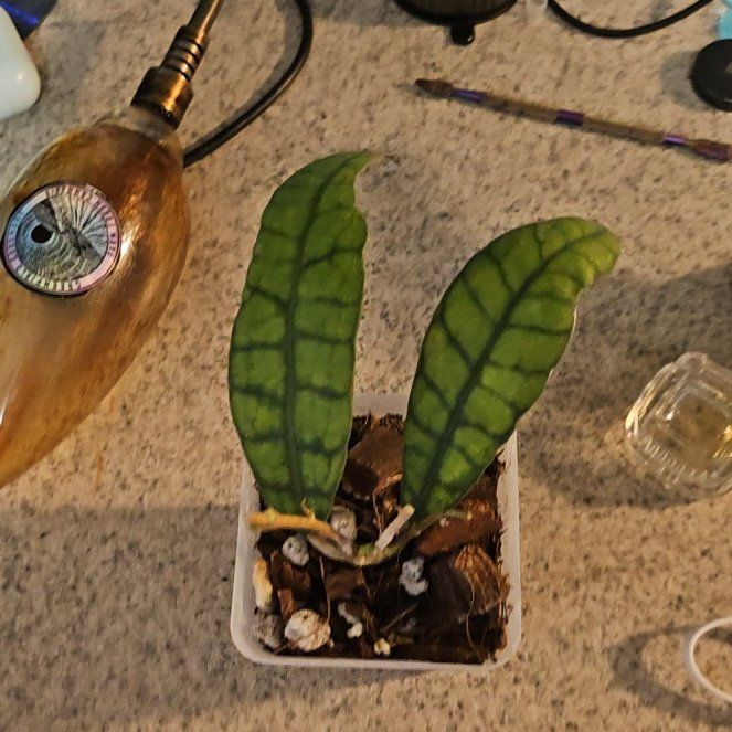 Photo of the plant species Hoya 'Callistophylla' by @WittyKohleria52 named Foxxy on Greg, the plant care app