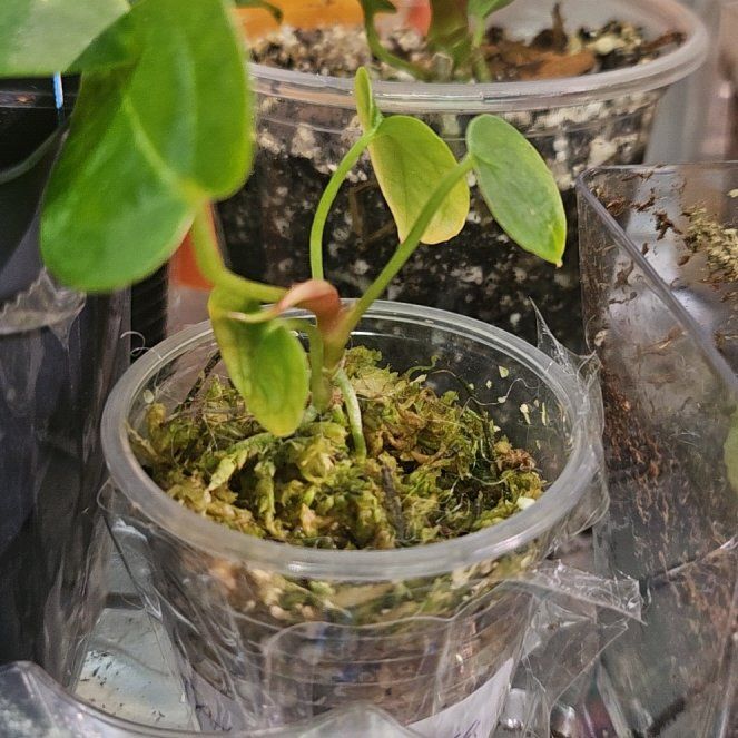 Photo of the plant species Anthurium besseae aff. by @WittyKohleria52 named Homer on Greg, the plant care app