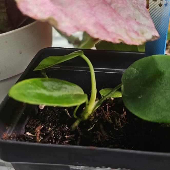 Photo of the plant species Palidiforum by @WittyKohleria52 named Kobe on Greg, the plant care app