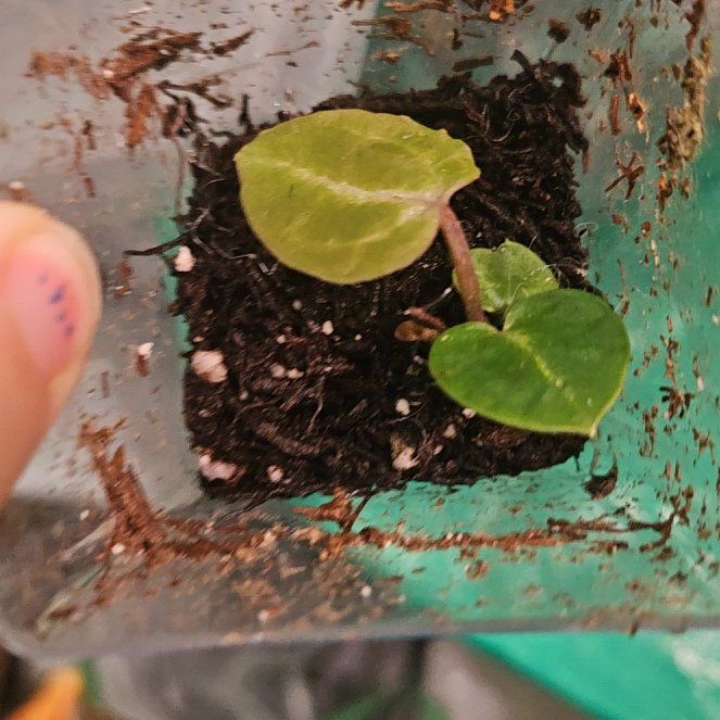 Photo of the plant species Pink Lemonade x Mag Verde by @WittyKohleria52 named Pink lemonade x BMW on Greg, the plant care app