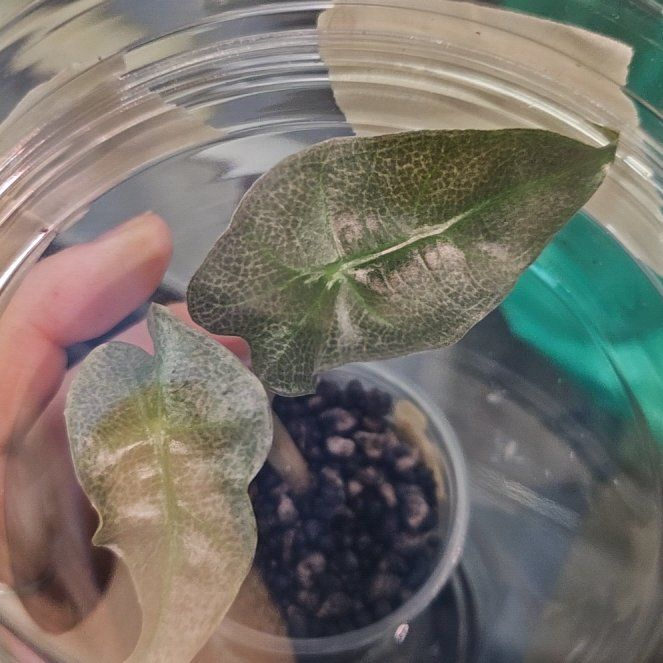 Photo of the plant species Pink polly ghost by @WittyKohleria52 named Madonna on Greg, the plant care app