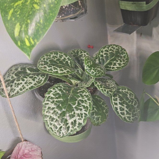 Photo of the plant species Pretty Turtle by @WittyKohleria52 named Captain Plant-it on Greg, the plant care app