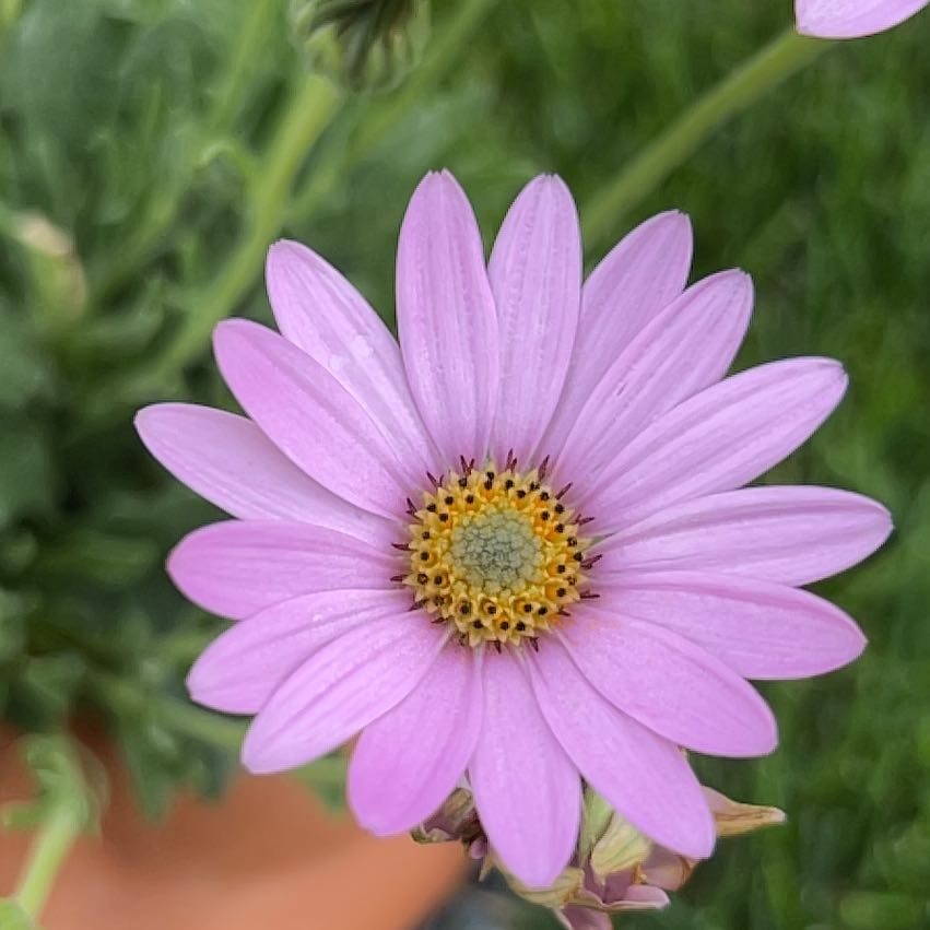 Photo of the plant species Alpine Aster by @HonoraryJubaea named Anne on Greg, the plant care app