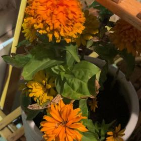 Photo of the plant species Zinnia by @KlowRaine named Elle on Greg, the plant care app
