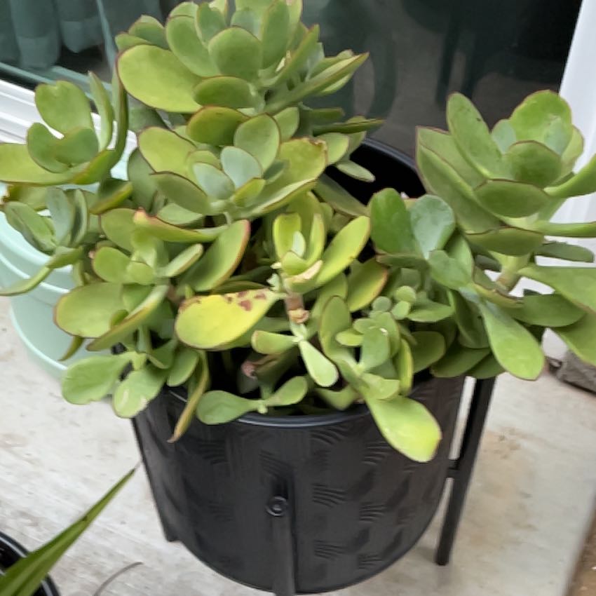 Photo of the plant species Mint Truffles by @VipNikkofir50 named Penelope on Greg, the plant care app