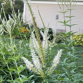 Photo of the plant species Gooseneck Loosestrife by @ZealOrchids43 named Girlfrond on Greg, the plant care app