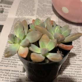 Photo of the plant species Graptoveria Blue Pearl by @TryNoognug46 named Khaleesi on Greg, the plant care app