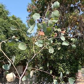 Photo of the plant species Redbox by @ValuableBlueash named Bruce Lee on Greg, the plant care app
