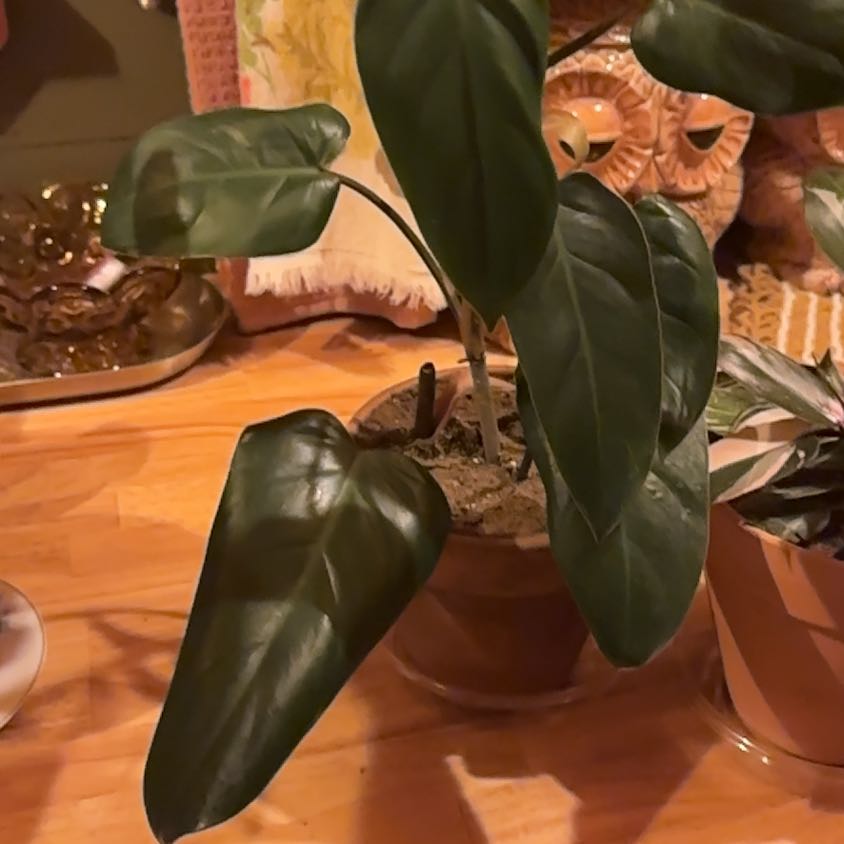 Photo of the plant species Bloody Mary Philodendron by @Kris_citrine05 named Apollo on Greg, the plant care app
