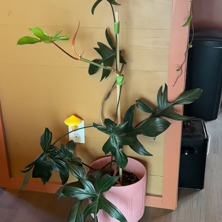Photo of the plant species Flordia green by @Kris_citrine05 named Marley on Greg, the plant care app
