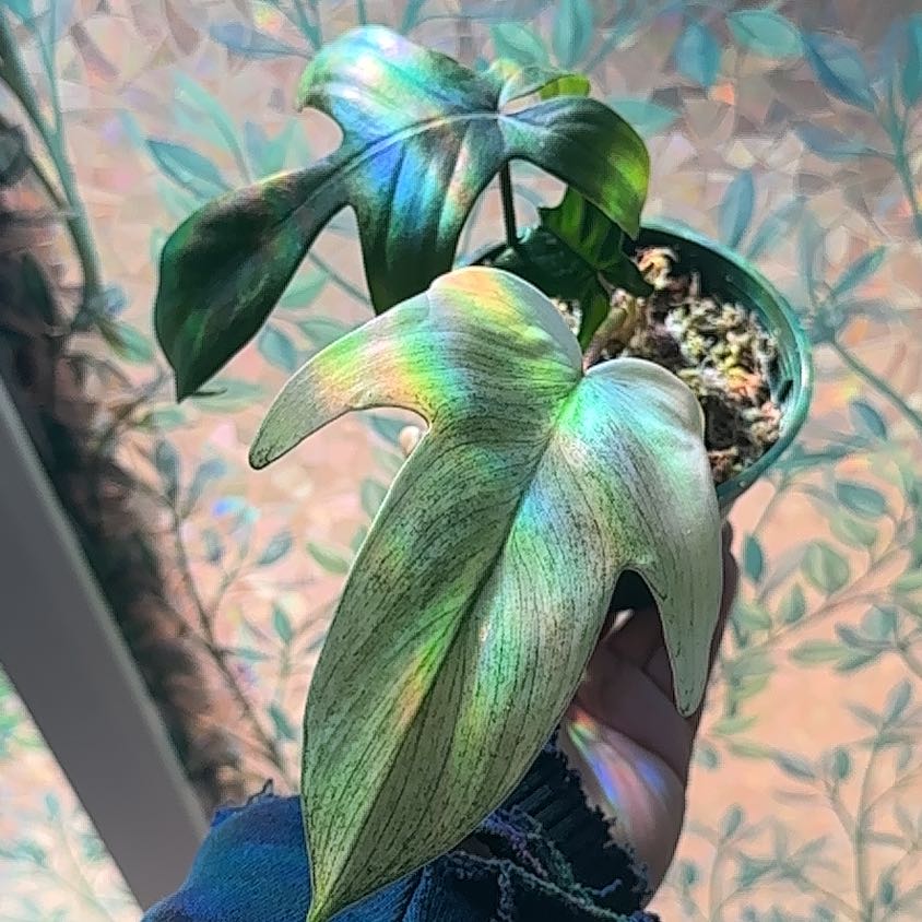 Photo of the plant species Flordia Ghost by @Kris_citrine05 named Captain Plant-it on Greg, the plant care app