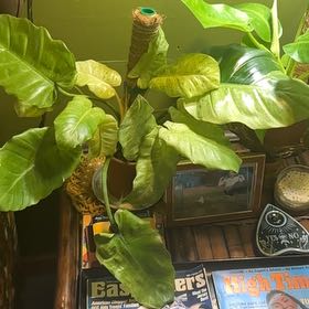 Photo of the plant species philodendron by @Kris_citrine05 named Baesil on Greg, the plant care app