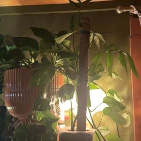 Photo of the plant species Monstera subpinnata by @Kris_citrine05 named Stella on Greg, the plant care app