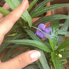 Photo of the plant species mexican petunia by @PuissantRamsons named Walt on Greg, the plant care app