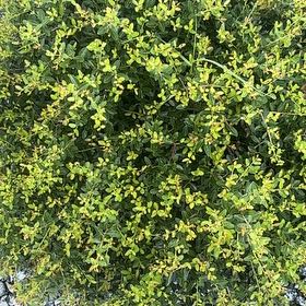 Photo of the plant species Shamrock by @QuietGutweed77 named Sproutacus on Greg, the plant care app
