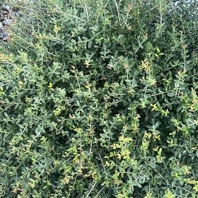 Photo of the plant species Creeping Willow by @QuietGutweed77 named Robert Plant on Greg, the plant care app