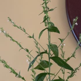 Photo of the plant species Virginia Knotweed by Kathleen named Osmo on Greg, the plant care app