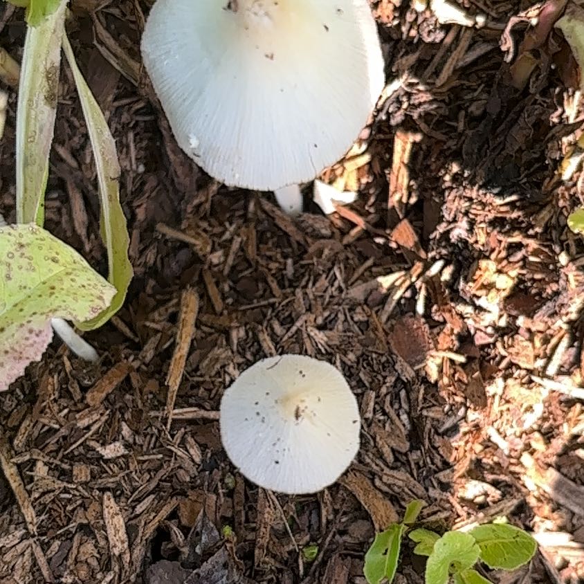 Photo of the plant species Beach Morning-Glory by @GemMakole91 named Einstein on Greg, the plant care app
