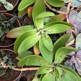 Photo of the plant species Large-Flowered Butterwort by @NewPomelo89 named Gaga on Greg, the plant care app
