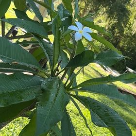 Photo of the plant species PLUMERIA by @MagicianShallot named Sol on Greg, the plant care app