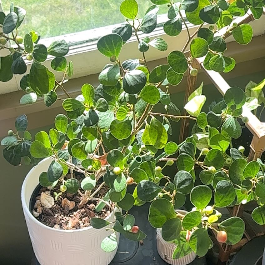 Photo of the plant species Mistletoe Fig by @ClematisLindsay named Harper on Greg, the plant care app