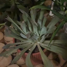 Photo of the plant species Echeveria Pink Trumpet by @ClematisLindsay named Madonna on Greg, the plant care app