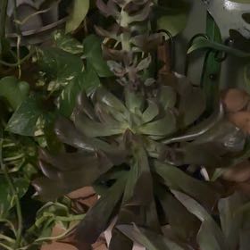 Photo of the plant species Green Pinwheel by @ClematisLindsay named Aristotle on Greg, the plant care app