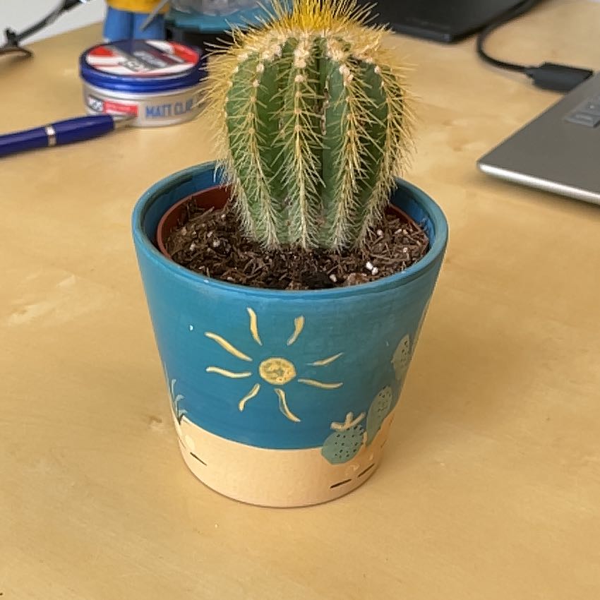 Photo of the plant species Notocactus warasii by @SleekGerbera61 named Bruce Lee on Greg, the plant care app