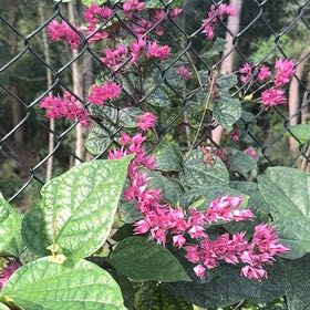 Photo of the plant species Harlequin Glorybower by @StoriedMum87 named Madonna on Greg, the plant care app