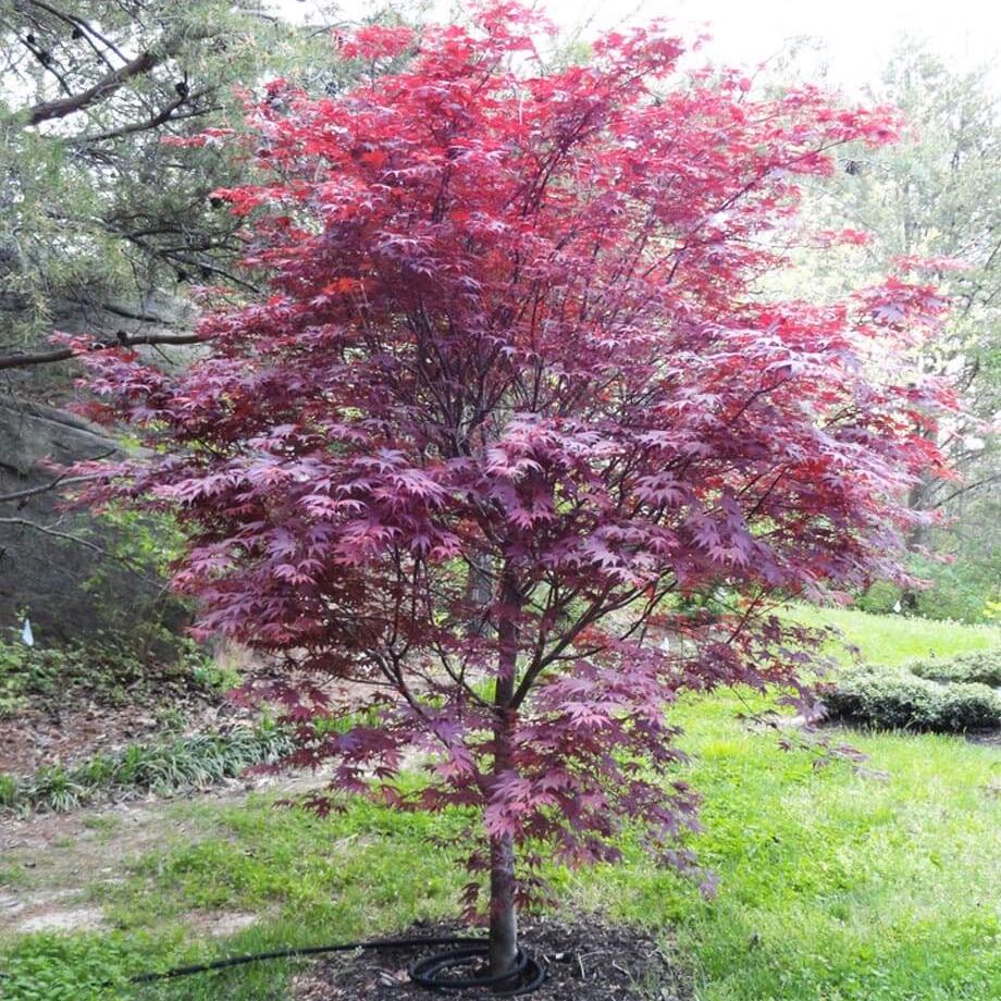 Photo of the plant species Bloodgood Japanese Maple by @RadCowbane53 named Duke on Greg, the plant care app