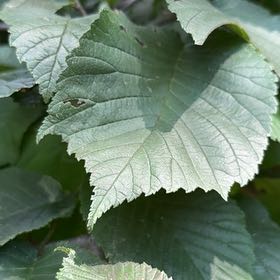 Photo of the plant species European Field Elm by @HumbleBeech19 named Nemo on Greg, the plant care app
