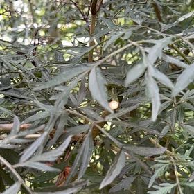 Photo of the plant species Desert Ash by @HumbleBeech19 named Osmo on Greg, the plant care app