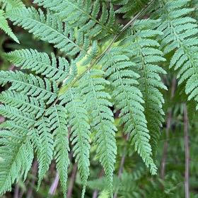 Photo of the plant species Austral Lady Fern by @HumbleBeech19 named Prince on Greg, the plant care app