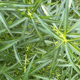Photo of the plant species Tall Tickseed by @HumbleBeech19 named Maya on Greg, the plant care app