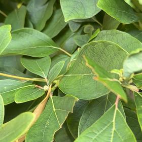 Photo of the plant species Common Sassafras by @HumbleBeech19 named Terra on Greg, the plant care app