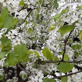 Photo of the plant species Bradford Pear by @HumbleBeech19 named Zeus on Greg, the plant care app