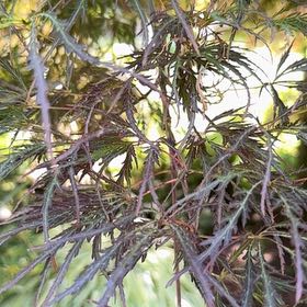 Photo of the plant species Bastard Cedar by @HumbleBeech19 named Captain Plant-it on Greg, the plant care app