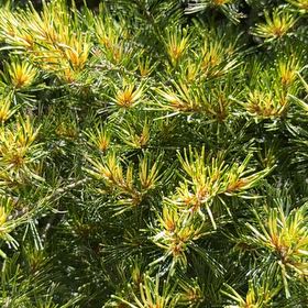 Photo of the plant species Grey Pine by @HumbleBeech19 named Elina on Greg, the plant care app