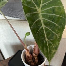 Photo of the plant species Pink Princess Alocasia by @CongenialRadish named Kendall on Greg, the plant care app
