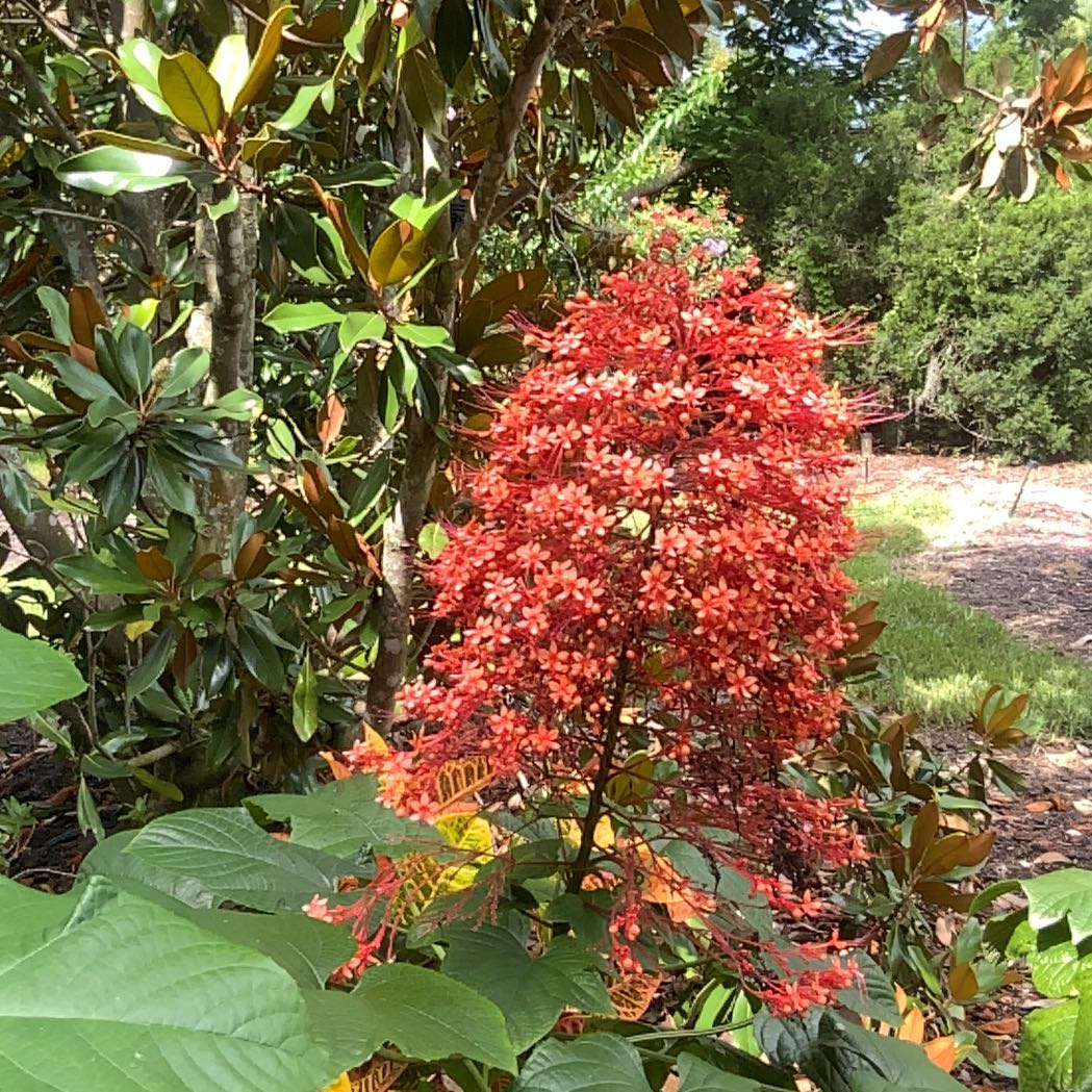 Photo of the plant species Pagoda Flower by @MagicalBeech44 named Zion on Greg, the plant care app