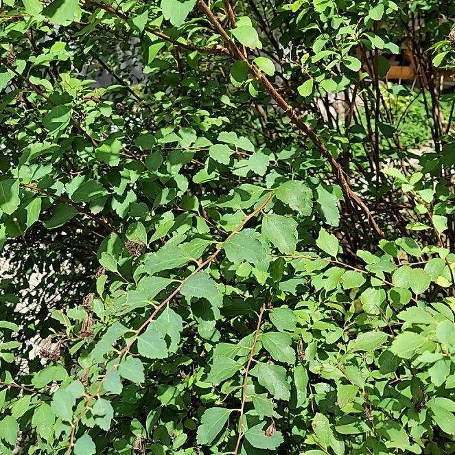 Photo of the plant species Saskatoon by @NiceBlueelf8 named Diana on Greg, the plant care app