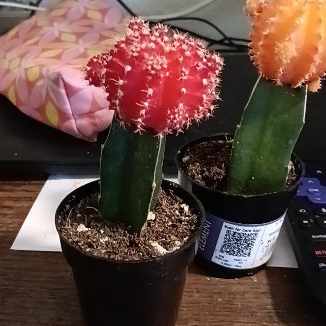 Photo of the plant species Grafted Cacti by @PotentialPuka42 named Gymnocalycium mihanovichii fredrichii on Greg, the plant care app