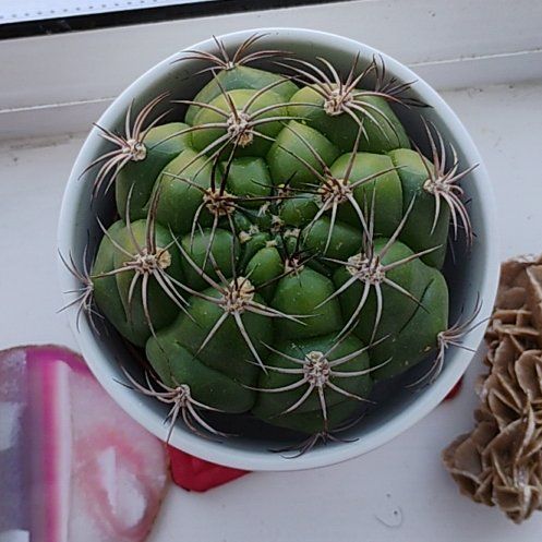 Photo of the plant species Elephant's Tooth by @SurpriseBeans28 named Leaf Erickson on Greg, the plant care app