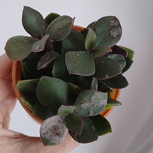 Photo of the plant species Crassula 'Curly Grey' by @SurpriseBeans28 named Tupot amaroot on Greg, the plant care app