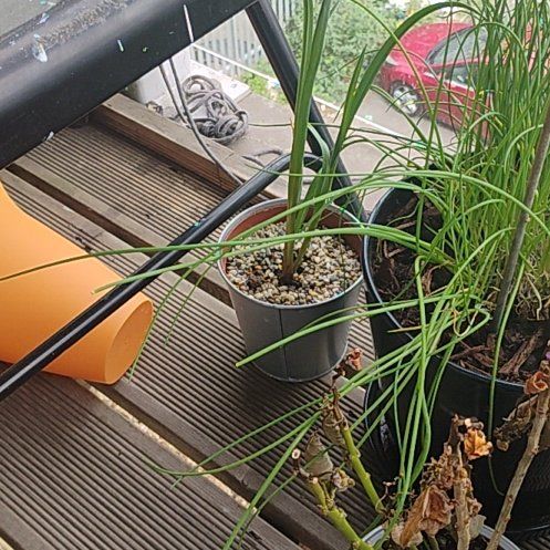 Photo of the plant species Garlic by @SurpriseBeans28 named Gaga on Greg, the plant care app