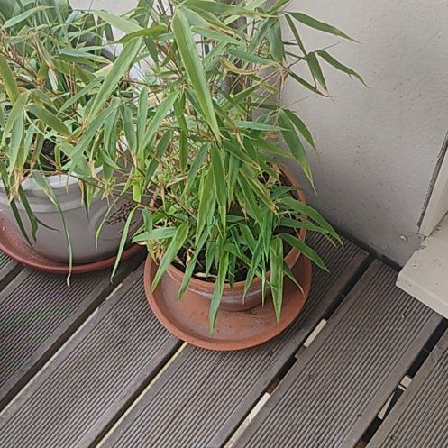 Photo of the plant species Fargesia Bamboo by @SurpriseBeans28 named Austen on Greg, the plant care app