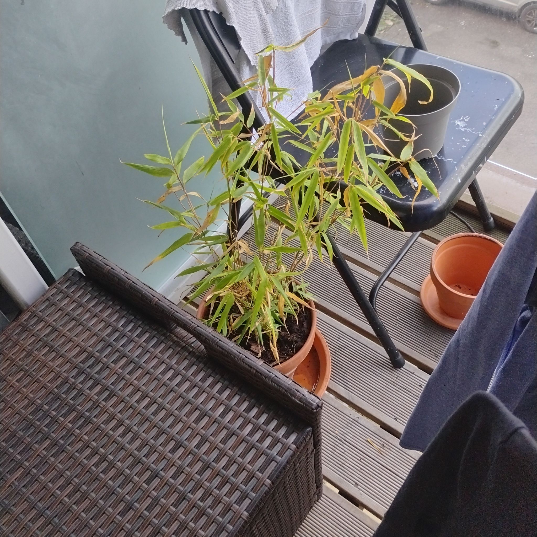 Photo of the plant species Hardy Bamboo by @SurpriseBeans28 named Rihanna on Greg, the plant care app